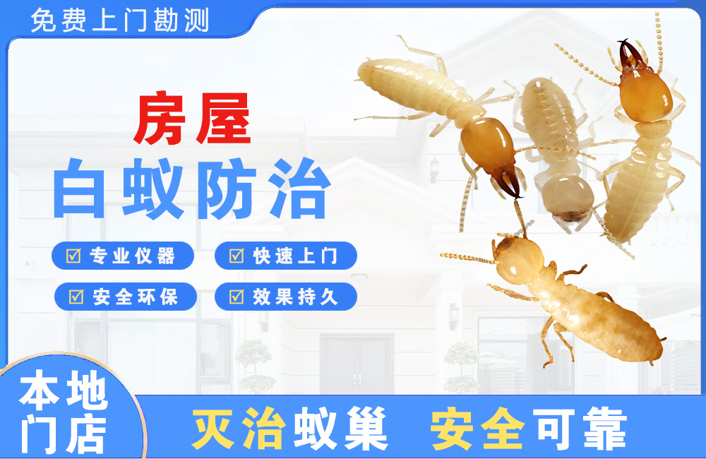 宝应县房屋白蚁防治